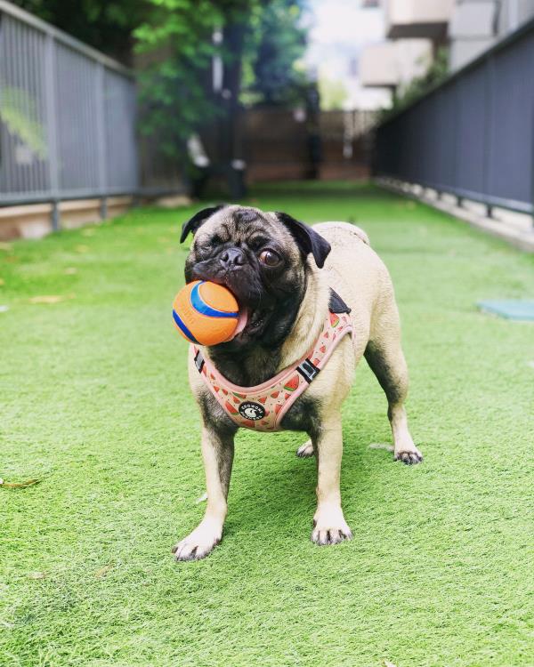 /images/uploads/pug nation rescue of los angeles/pugnation2024/entries/30959thumb.jpg